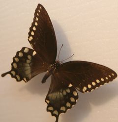 Papilio troilus 25zz by Photo by David J. Stang. Used under a CC BY-SA 4.0 license.