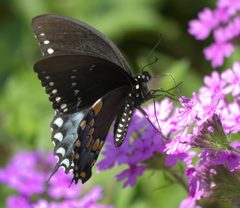 Papilio troilus P1010979a by 
xpda. Used under a CC BY-SA 4.0 license.