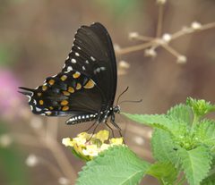 Papilio troilus P1260031a by 
xpda. Used under a CC BY-SA 4.0 license.