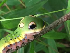 Spicebush Swallowtail Hillsborough NC by NCBioTeacher. Used under a CC0 license.
