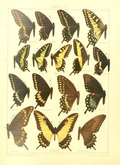 Macrolepidoptera15seit 0025 by Adalbert Seitz
. Used under a Public domain license.