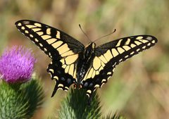 Anise swallowtail by Calibas. Used under a CC BY-SA 4.0 license.