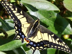 Papilio zelicaon-female by Peterwchen. Used under a CC BY-SA 4.0 license.