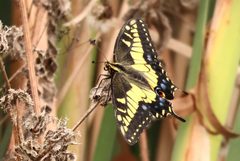 Papilio zelicaon 321729454 by Millie Basden. Used under a CC BY 4.0 license.