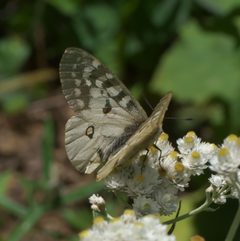 Parnassius clodius P1060333b by 
xpda. Used under a CC BY-SA 4.0 license.