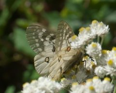 Parnassius clodius P1060334a by 
xpda. Used under a CC BY-SA 4.0 license.