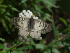Parnassius clodius P1060345a by 
xpda. Used under a CC BY-SA 4.0 license.
