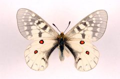 Parnassius clodius ulster by Robert Nash, robert.nash at magni.org.uk. Used under a CC BY 2.5 license.