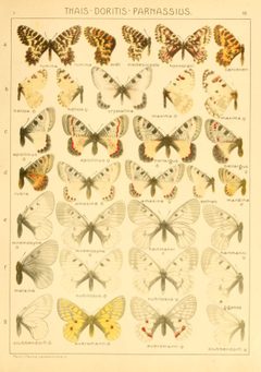 Macrolepidoptera01seitz 0027 by Adalbert Seitz
. Used under a Public domain license.