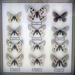 Parnassius 0169 by Anaxibia. Used under a CC BY-SA 3.0 license.