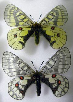 Parnassius eversmanni pair by Anaxibia. Used under a CC BY-SA 4.0 license.