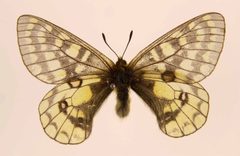 Parnassius eversmanni ulster by Robert Nash. Used under a CC BY-SA 2.5 license.
