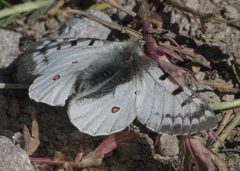 Parnassius smintheus P1270378a by 
xpda. Used under a CC BY-SA 4.0 license.