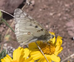 Parnassius smintheus P1290704a by 
xpda. Used under a CC BY-SA 4.0 license.