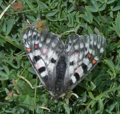 Parnassius smintheus P1480048a by 
xpda. Used under a CC BY-SA 4.0 license.