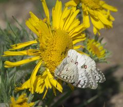 Parnassius smintheus P1510344a by 
xpda. Used under a CC BY-SA 4.0 license.