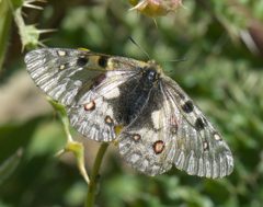 Parnassius smintheus P1530362a by 
xpda. Used under a CC BY-SA 4.0 license.