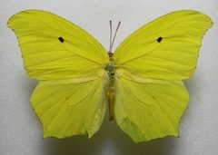 Anteos maerula1 by Julio A Genaro, Caribbean Natural History Group. Used under a Copyrighted free use license.