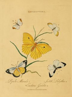 DonovanEpitomePlate27 by Edward Donovan. Used under a Public domain license.