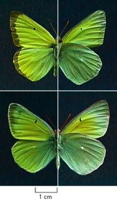 Colias alexandra by Northern Prairie Wildlife Research Center - USGS. Used under a Public domain license.