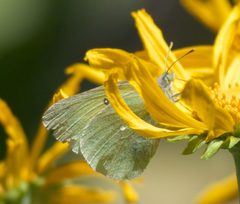 Colias alexandra P1470725a by 
xpda. Used under a CC BY-SA 4.0 license.
