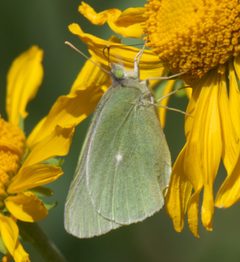Colias alexandra P1470882a by 
xpda. Used under a CC BY-SA 4.0 license.