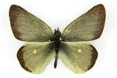 Colias behrii01 by Colorado State University. Used under a CC BY 3.0 license.