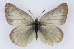 Colias behrii02 by Colorado State University. Used under a CC BY 3.0 license.