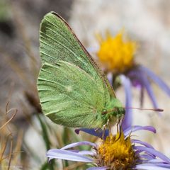 Colias behrii 447059 by Ken-ichi Ueda. Used under a CC BY 4.0 license.