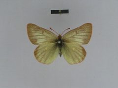 Colias behrii female 01 dorsal side ZISP by Josef Grieshuber. Used under a CC BY-SA 3.0 license.