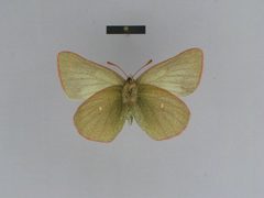 Colias behrii female 01 ventral side ZISP by Josef Grieshuber. Used under a CC BY-SA 3.0 license.