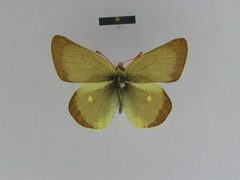 Colias behrii male 01 dorsal side ZISP by Josef Grieshuber. Used under a CC BY-SA 3.0 license.