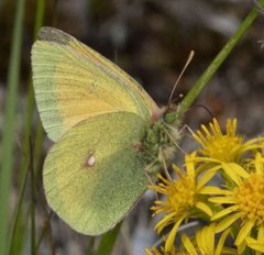 Colias canadensis by David McCorquodale. Used under a CC BY 4.0 license.