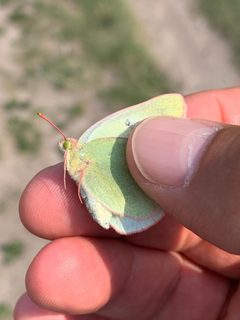 Colias christina 145527009 by markeambard. Used under a CC0 license.