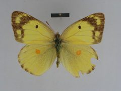Colias erate gigantea female 03 dorsal side ZISP by Josef Grieshuber. Used under a CC BY-SA 3.0 license.