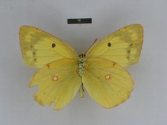 Colias erate gigantea female 03 ventral side ZISP by Josef Grieshuber. Used under a CC BY-SA 3.0 license.