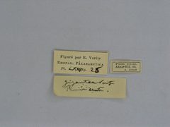 Colias erate gigantea female Holotype 01 labels ZISP by Josef Grieshuber. Used under a CC BY-SA 3.0 license.