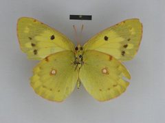Colias erate gigantea female Holotype 01 ventral side ZISP by Josef Grieshuber. Used under a CC BY-SA 3.0 license.