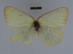 Colias gigantea pelidneides female 01 dorsal side ZISP by Josef Grieshuber. Used under a CC BY-SA 3.0 license.