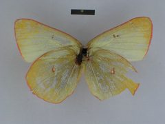 Colias gigantea pelidneides female 01 ventral side ZISP by Josef Grieshuber. Used under a CC BY-SA 3.0 license.