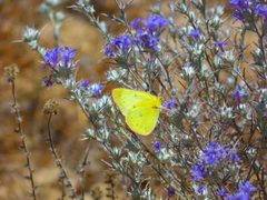 Colias harfordii 137352 by Zack Abbey. Used under a CC BY 4.0 license.
