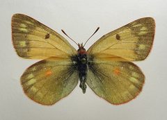 Colias hecla f by M. Virtala. Used under a Copyrighted free use license.