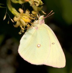 Colias interior by Mike Boone. Used under a CC BY-SA 2.5 license.