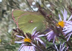 Colias meadii P1290697b by 
xpda. Used under a CC BY-SA 4.0 license.