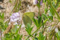 Colias occidentalis 18555020 by Rolf Lawrenz. Used under a CC BY 4.0 license.