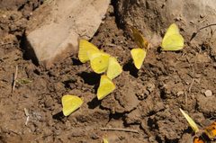 Colias occidentalis 19477919 by Rolf Lawrenz. Used under a CC BY 4.0 license.