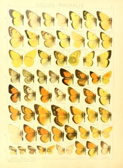 Macrolepidoptera15seit 0063 by Adalbert Seitz
. Used under a Public domain license.