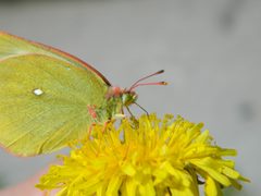 Colias palaeno 216034095 by Виктория Билоус. Used under a CC BY 4.0 license.
