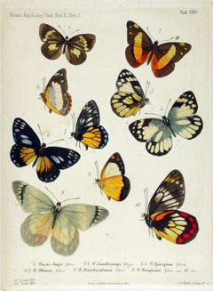 NovaraExpZoologischeTheilLepidopteraAtlasTaf24 by Felder. Used under a Public domain license.
