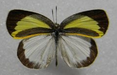 Eurema daira m by Julio A Genaro, Caribbean Natural History Group. Used under a Copyrighted free use license.